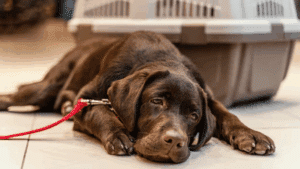 Safeguard Your Pup: Early Disease Detection